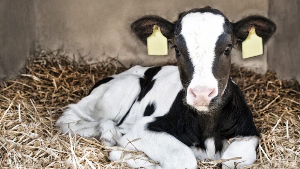 Yeni doğmuş, ana sütüyle beslenen sığır yavrusu