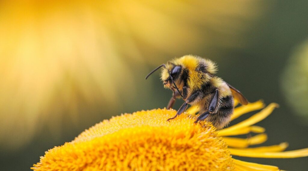 Buzzing insect that makes a sweet nectar treat