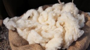 Fibra textil obtenida del pelo de las ovejas