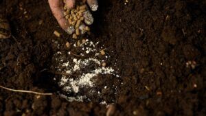 Fosfor ile ilgili cümleler