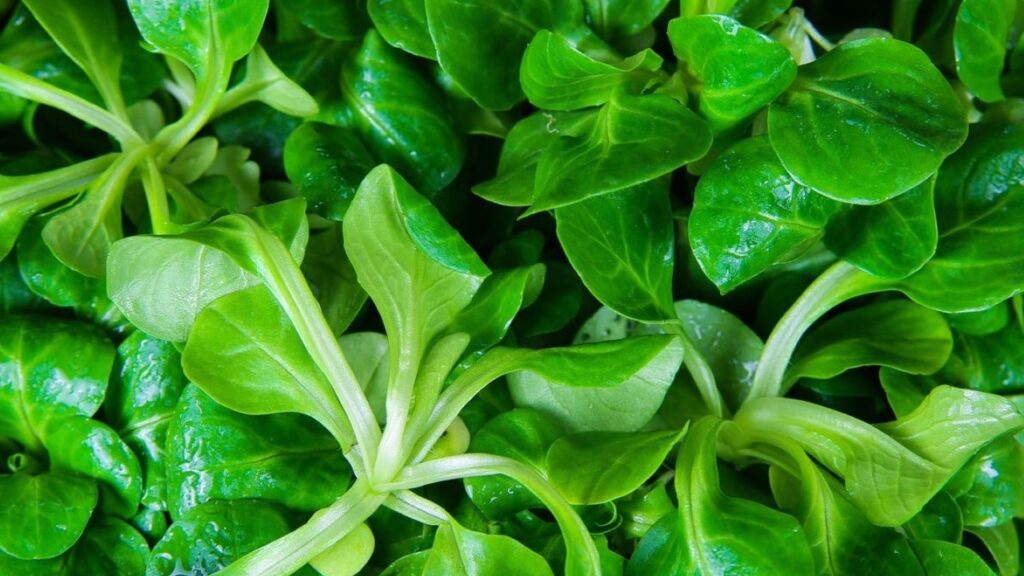 Groene dingen (Beginnend met de letter V)