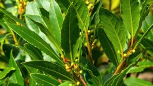 Güzel kokusu yaprağı kırılınca alınabilen, özellikle sabunu yapılan bitki