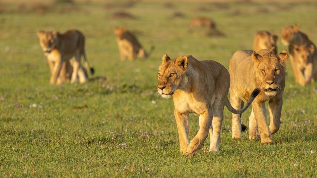 Hayvanlar (A Harfi İle Başlayan)