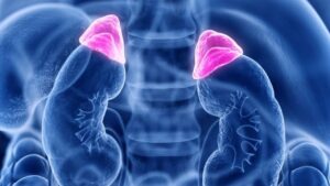 Korku, heyecan veya öfke anında vücutta salgılanan hormon