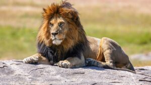 Large animal known as the king of the jungle