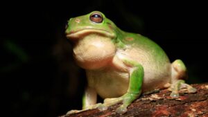 Making a low sound like a frog