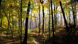 Scenery of the Little Red Riding Hood story