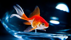 Something That You Associate With A Goldfish