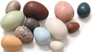 Tavuğun istenilen yere yumurtlaması için o yere konulan yumurta veya yumurtaya benzeyen şey