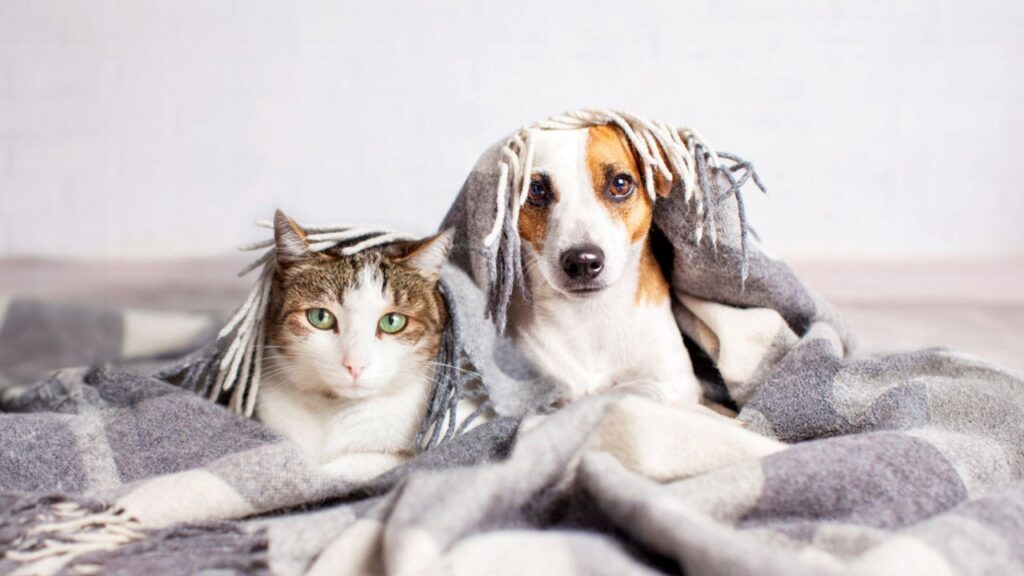 The Top 10 Easiest House Pets To Care For