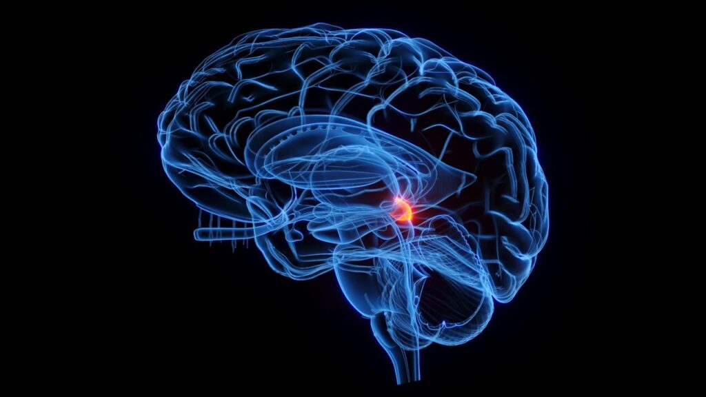 Aşağıdakilerden hangisi beynin temel anlamdaki bölgelerinden biri değildir?