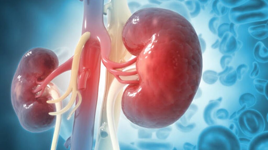 Aşağıdakilerden hangisi böbreklerde idrar oluşum aşamalarından biridir?