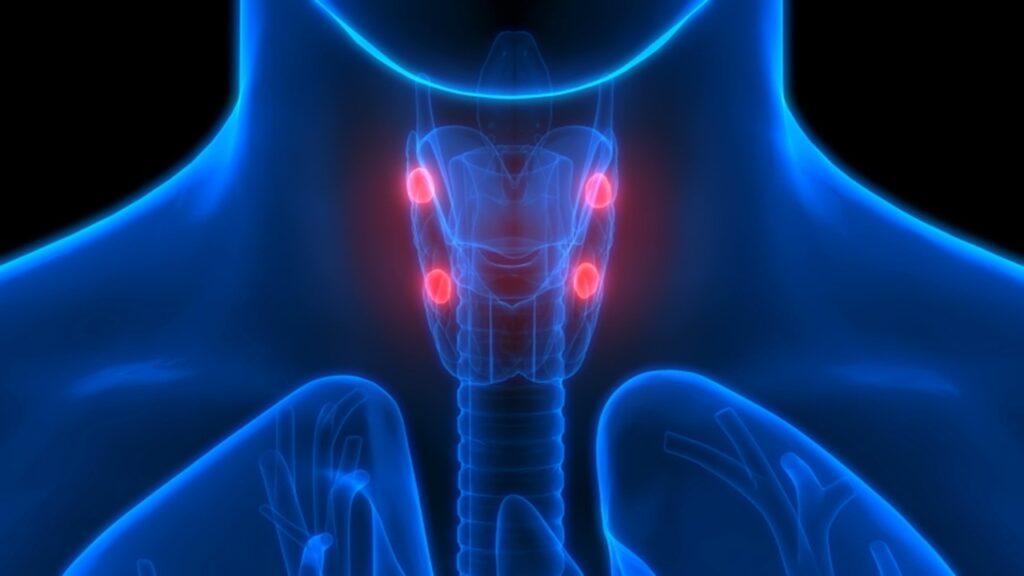 Aşağıdakilerden hangisi tükürük salgılayan bezlerden biridir?