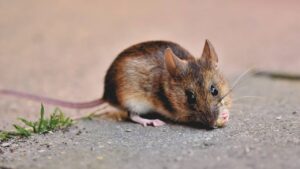 F Harfi İle Başlayan Ev Dekorasyon Ürünleri, Makyaj İle İlgili Her Şey, Yerli TV Programları, Böcekler ve Diğer Eklem Bacaklılar, Bebekle İlgili Her Şey