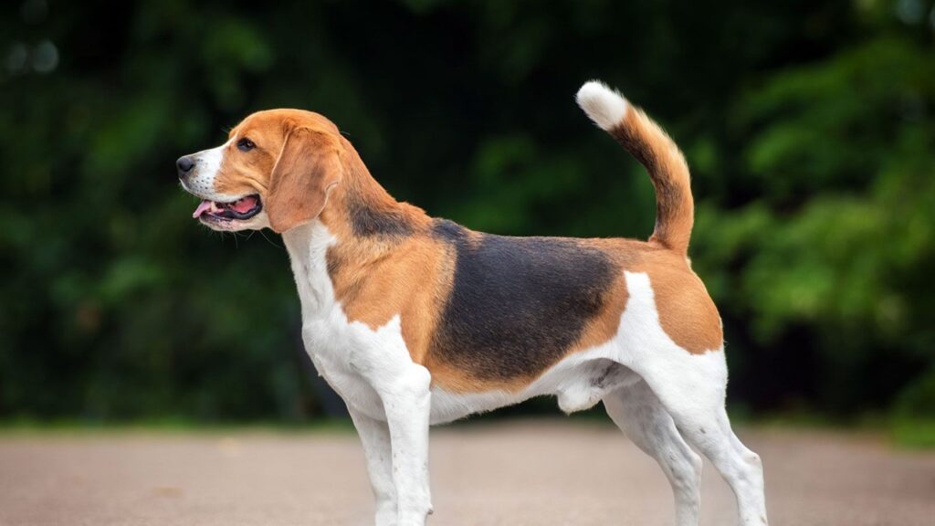 Hayvanlar (K Harfi İle Başlayan)