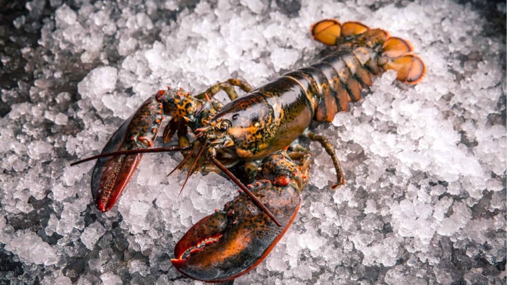 I Harfi İle Başlayan Hayvanlar, Şekerli Şeyler, Meslekler, Buzdolabındaki Şeyler, Spor İle İlgili Kelimeler