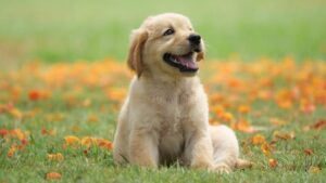 Mein Hund ist so _____.