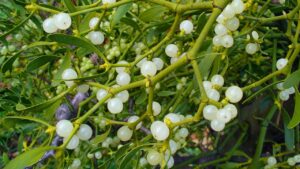 Ö Harfi İle Başlayan Müzik Aletleri, Gideceğim İş Yeri – Meslek Erbabı, Cebimizden Çıkan Şeyler, Dondurma Çeşitleri, Baharatlar