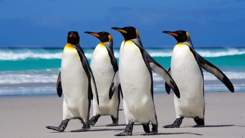 P İle Başlayan Hayvanlar