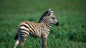 Rengi Siyah ve Beyaz Olan Şeyler