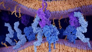 Yukarıda işlevleri verilen hormon aşağıdakilerden hangisidir?