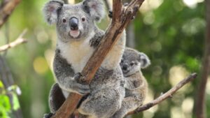 Zoogdieren (Beginnend Met De Letter K)