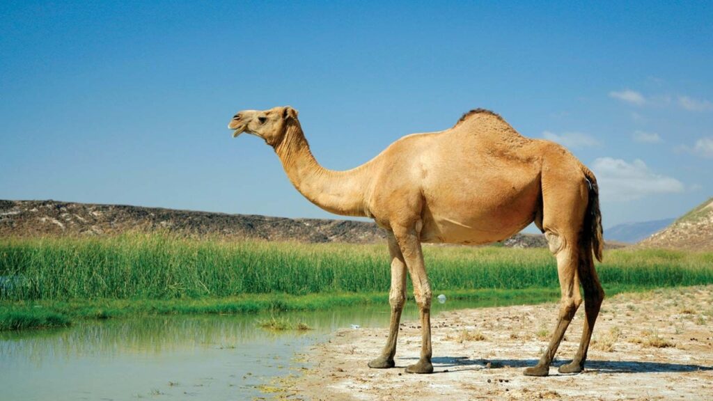 _____ sind Tiere, mit denen Menschen und Güter transportiert werden können.