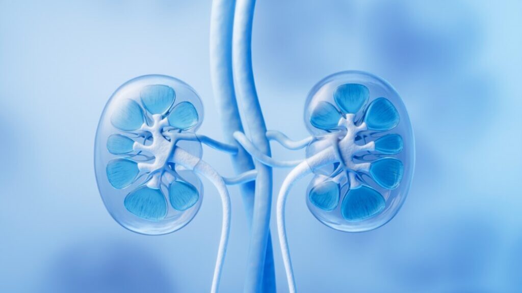 Böbreğin görevleri ile ilgili aşağıdaki ifadelerden hangisi yanlıştır?