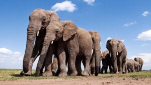 Ein riesiges Tier (Popular Words)