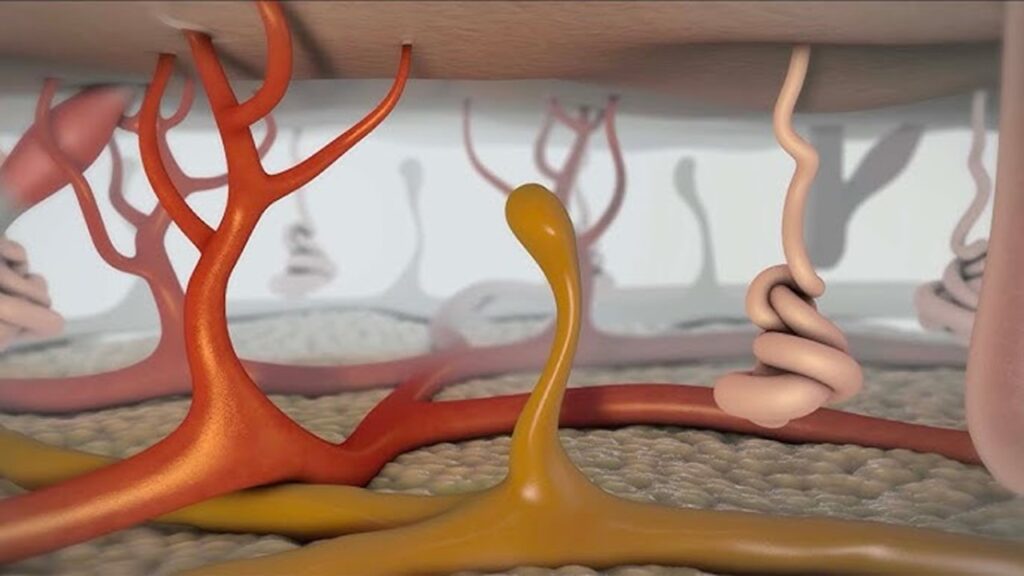 Homeostasis ile ilgili aşağıdaki ifadelerden hangisi yanlıştır?