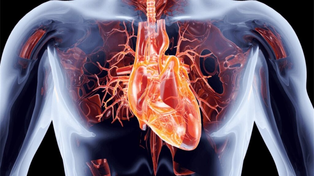 Kalp kasının yapısı ve çalışması ile ilgili olarak aşağıdaki ifadelerden hangisi yanlıştır?