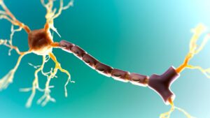 Miyelin kılıf ve aksonlarla ilgili yukarıdaki ifadelerden hangileri doğrudur?