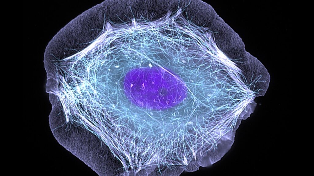 Yukarıdakilerden hangileri bir insan hücresinin genel kısımlarını oluşturur?